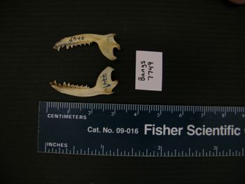 Media type: image; Mammalogy BANGS-7749